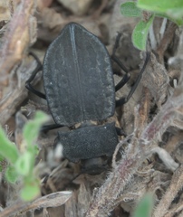 Stenomorpha opaca