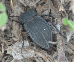 Stenomorpha opaca