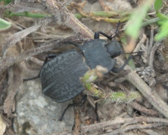 Stenomorpha opaca