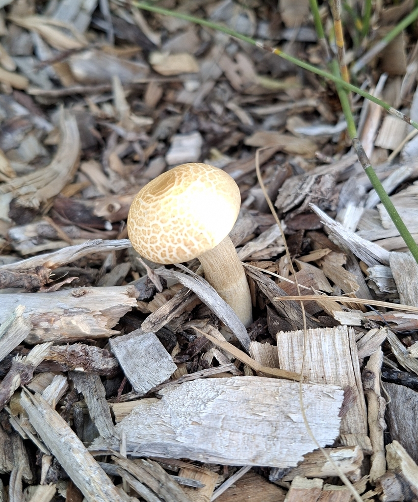 Agrocybe praecox · September 2025 · photo: © dannali (iNaturalist, cc0)