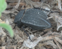 Stenomorpha opaca