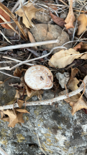 Eobania vermiculata
