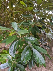 Lithocarpus edulis