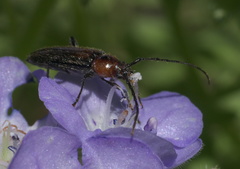 Stenosphenus notatus