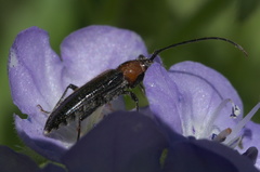 Stenosphenus notatus