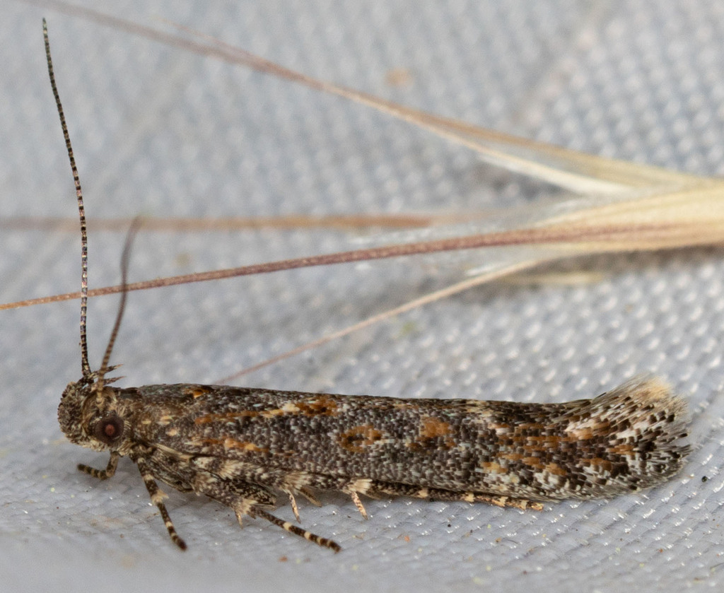 Neopalpa neonata