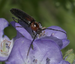 Stenosphenus notatus