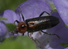 Stenosphenus notatus