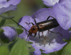Stenosphenus notatus