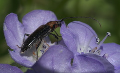 Stenosphenus notatus