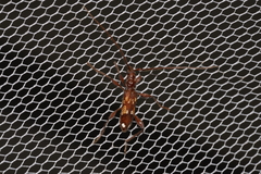 Coptocercus biguttatus