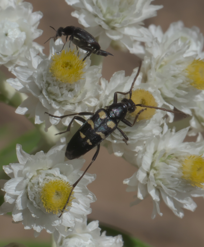 Stenostrophia amabilis
