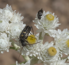 Stenostrophia amabilis