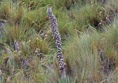 Puya clava-herculis