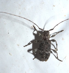 Sternidius punctatus