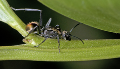 Polyrhachis brisbanensis