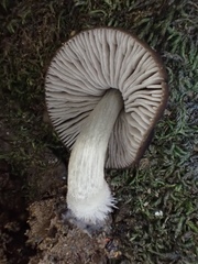 Pluteus nanus