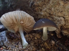 Pluteus nanus