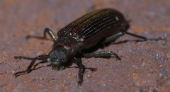 Strongylium crenatum