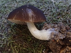 Pluteus nanus