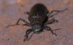 Strongylium crenatum