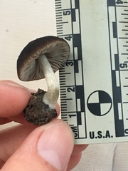 Pluteus nanus