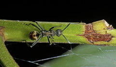 Polyrhachis brisbanensis