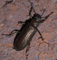 Strongylium crenatum