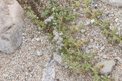 Euphorbia leucophylla