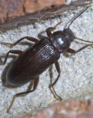 Strongylium terminatum