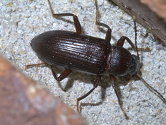 Strongylium terminatum