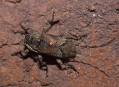 Styloleptus biustus