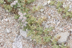 Euphorbia leucophylla