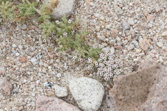 Euphorbia leucophylla