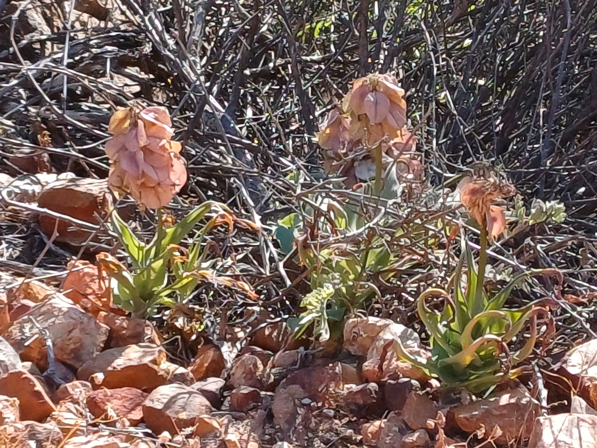 Sandlily (Veltheimia capensis)
