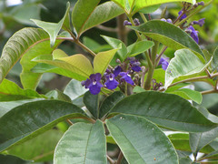 Vitex cymosa