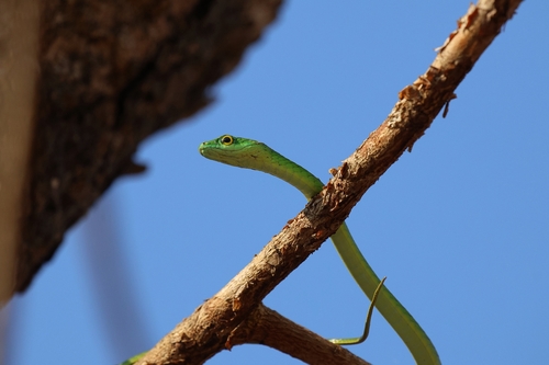Spotted Green Snake