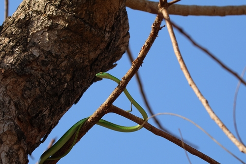 Spotted Green Snake