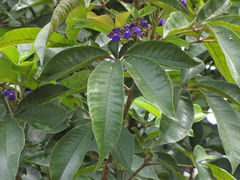 Vitex cymosa
