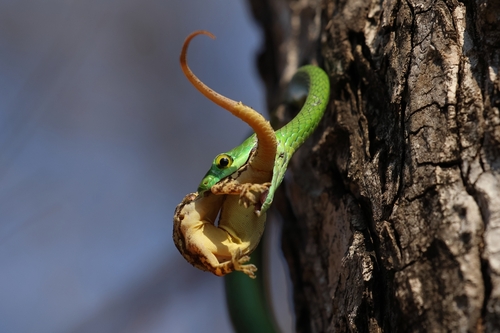 Spotted Green Snake