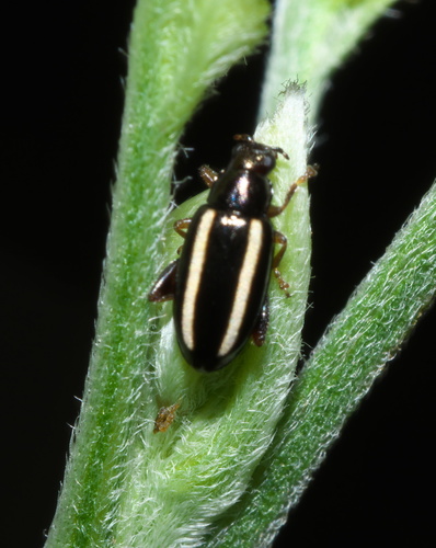 Dark-necked Systena photo 2