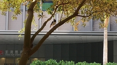 Gracupica nigricollis