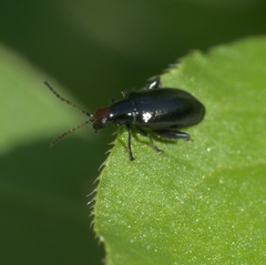 Systena frontalis