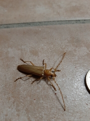 Atylostagma politum