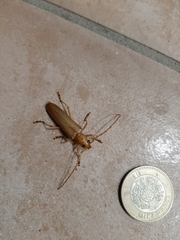 Atylostagma politum