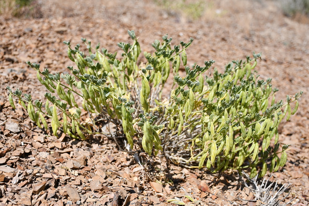 Zygophyllum betpakdalense