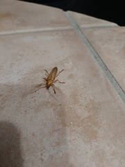 Atylostagma politum