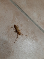 Atylostagma politum