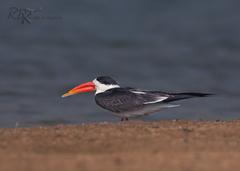 Indian Skimmer photo 3