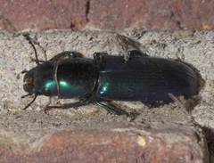Temnoscheila acuta